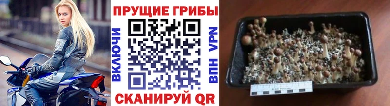 Галлюциногенные грибы Magic Shrooms  купить наркотик  Козловка 